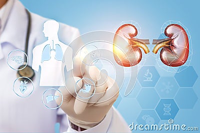 The doctor checks the kidney . Stock Photo