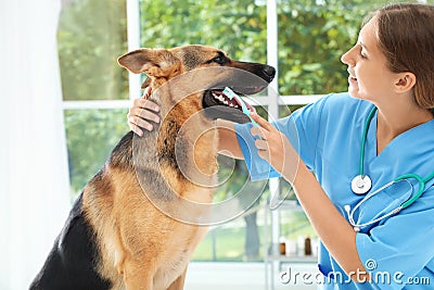 Doctor cleaning dog`s teeth with toothbrush indoors Stock Photo