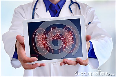 Doctor showing a kidney representation on a tablet in front Stock Photo