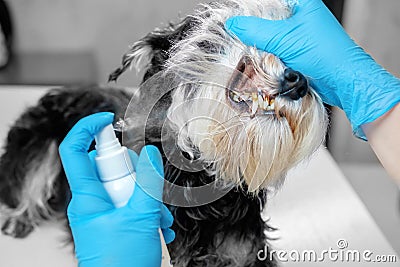 oral hygiene of dog spray Stock Photo