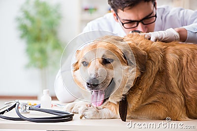 The doctor examining golden retriever dog in vet clinic Stock Photo