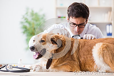 The doctor examining golden retriever dog in vet clinic Stock Photo