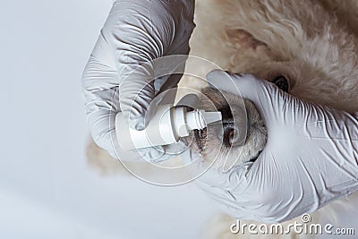 Doctor healing dog sick nose Stock Photo