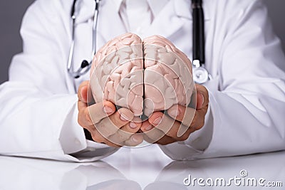 Doctor In Holding Human Brain Model Stock Photo