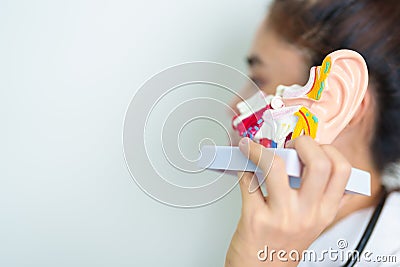 Doctor holding human Ear anatomy model. Ear disease, Atresia, Otitis Media, Pertorated Eardrum, Meniere syndrome, otolaryngologist Stock Photo