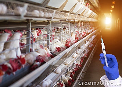 Doctor holding a syringe against the background of the poultry farm concept of antibiotics and hormones in chicken eggs Stock Photo