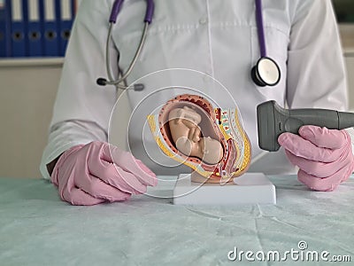 Doctor holding transducer for ultrasound examination in front of artificial model of human fetus in uterus Stock Photo