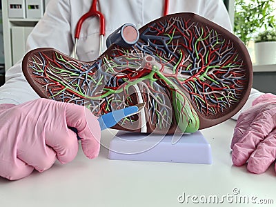 Doctor holds in his hands artificial plastic model of liver and scalpel closeup Stock Photo