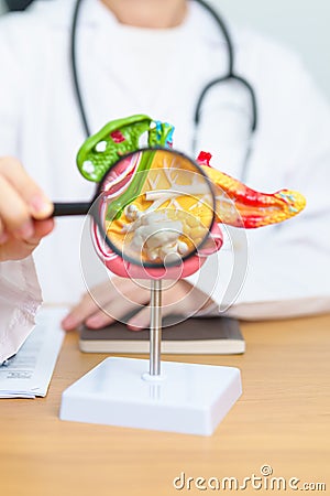 Doctor with human Pancreatitis anatomy model with Pancreas, Gallbladder, Bile Duct, Duodenum, Small intestine and magnifying glass Stock Photo