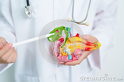 Doctor with human Pancreatitis anatomy model with Pancreas, Gallbladder, Bile Duct, Duodenum, Small intestine. Pancreatic cancer, Stock Photo