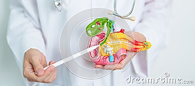 Doctor with human Pancreatitis anatomy model with Pancreas, Gallbladder, Bile Duct, Duodenum, Small intestine. Pancreatic cancer, Stock Photo