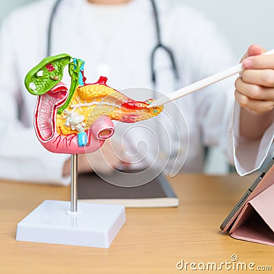 Doctor with human Pancreatitis anatomy model with Pancreas, Gallbladder, Bile Duct, Duodenum, Small intestine and tablet. Stock Photo