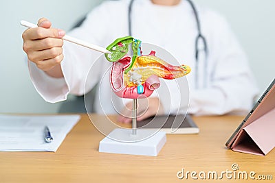 Doctor with human Pancreatitis anatomy model with Pancreas, Gallbladder, Bile Duct, Duodenum, Small intestine and tablet. Stock Photo