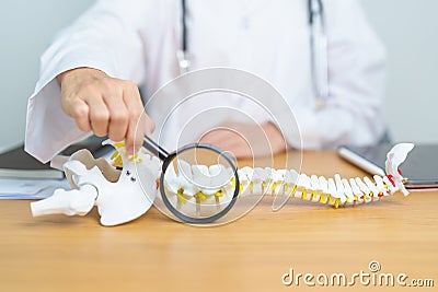 Doctor with human Spine anatomy model. Spinal Cord Disorder and disease, Back pain, Lumbar, Sacral pelvis, Cervical neck, Thoracic Stock Photo