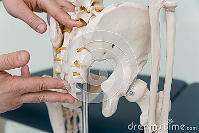 Doctor man pointing on coccyx of human skeleton anatomical model. Physiotherapist explaining joints model. Chiropractor Stock Photo