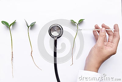 Doctor measures temperature of plant sprouts with thermometer. Concept of plantsâ€™ health Stock Photo