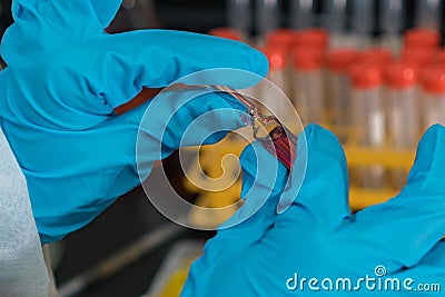 The doctor, pharmacist or scientist holds a vial of a drug or vaccine Stock Photo