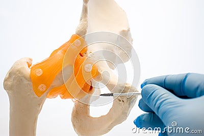Doctor points by pointer on anatomical orifice in bones of pelvis - obturator foramen or in Latin obturatum foramen. Structure, fu Stock Photo