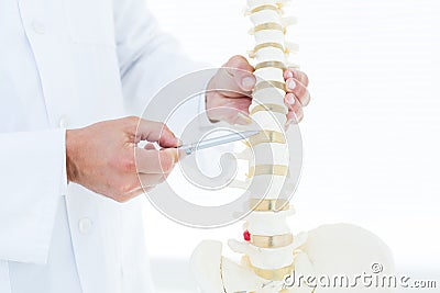 Doctor showing anatomical spine with his pen Stock Photo