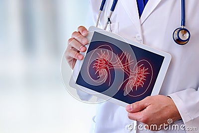 Doctor showing a kidney on a tablet closeup Stock Photo