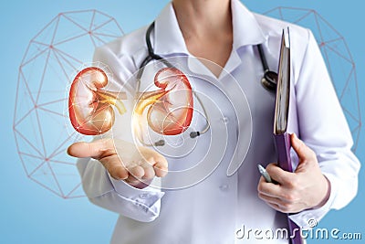 Doctor shows healthy kidneys. Stock Photo