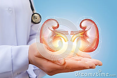 Doctor shows kidney. Stock Photo