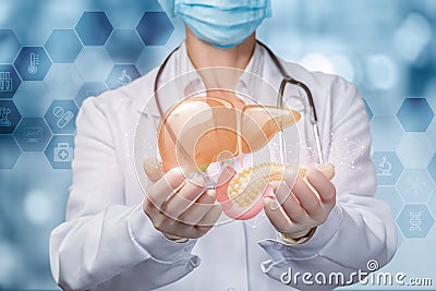 Doctor shows liver and pancreas Stock Photo