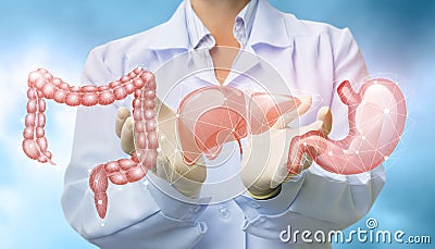 Doctor shows organs the digestive system . Stock Photo