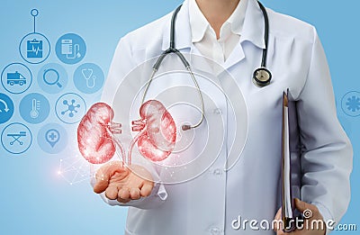 Doctor urologist shows kidneys . Stock Photo