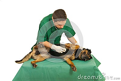 Doctor vet examine dog Stock Photo