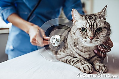 Doctor veterinarian at clinic Stock Photo