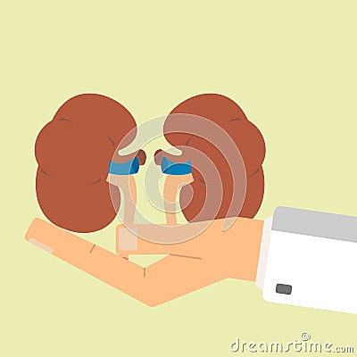 Doctors hand hold human kidneys. Healthcare concept. Vector illustration Vector Illustration