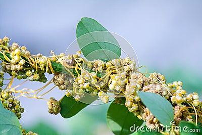 Dodder Genus Cuscuta is parasitic plants Stock Photo