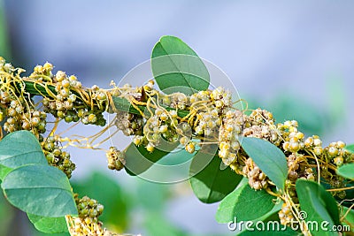 Dodder Genus Cuscuta is parasitic plants Stock Photo