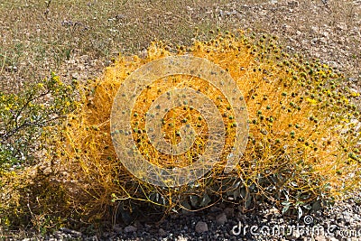 Dodder vine, Cuscuta, overtakes a Brittlebush plant Stock Photo