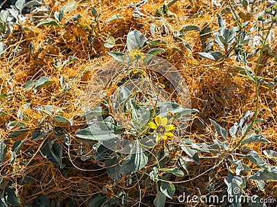 Dodder vine overtakes a Brittlebush plant Stock Photo