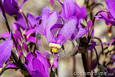 Dodecatheon meadia Stock Photo