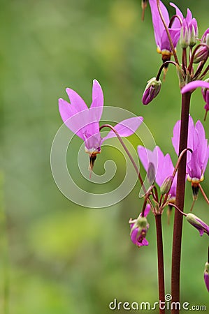 Dodecatheon meadia shooting star Stock Photo