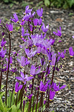 Dodecatheon meadia Stock Photo