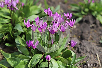 Dodecatheon pulchellum. Stock Photo