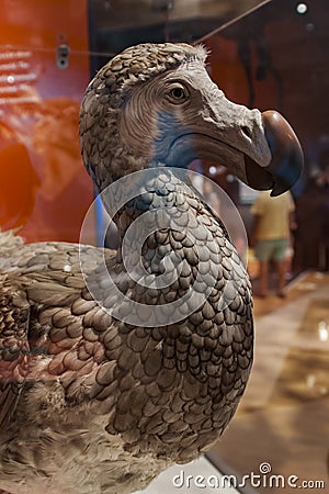 Dodo bird Editorial Stock Photo
