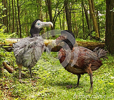 Dodo Birds In Forest Cartoon Illustration