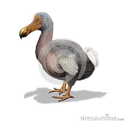 Dodo Cartoon Illustration