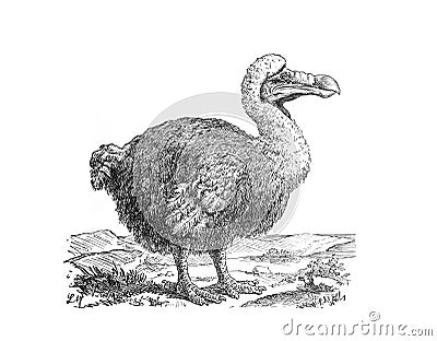 Dodo dront Raphus cucullatus. Extinct bird from Mauritius island. Black and white silhouette. vintage illustration from Brockhau Cartoon Illustration