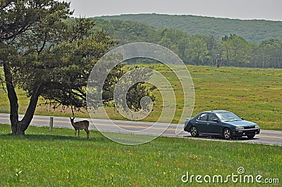 Doe and Car, Shenandoah Stock Photo