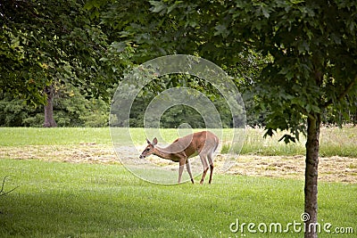 Doe a Deer a Female Deer Stock Photo
