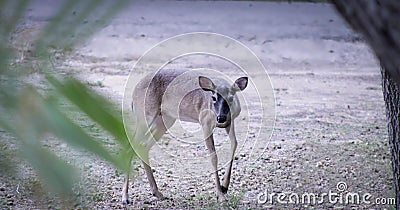 Doe deer walking alone Stock Photo