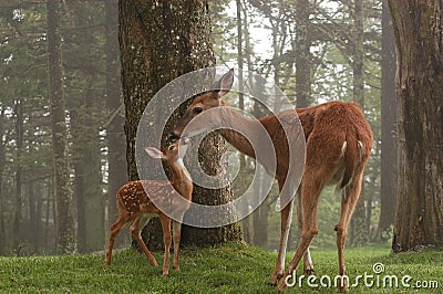 Doe and fawn rubbing noses Stock Photo