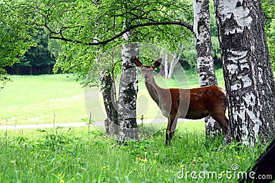 Doe grazing in the meadow Stock Photo