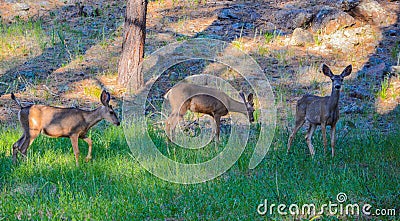 Doe Mule Deer grazing in Kaibab National Forest, Arizona Stock Photo